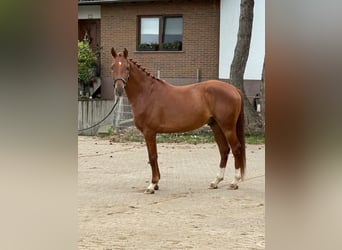 Deutsches Sportpferd, Wallach, 4 Jahre, 163 cm, Fuchs