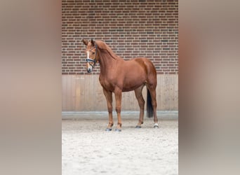 Deutsches Sportpferd, Wallach, 4 Jahre, 163 cm, Fuchs