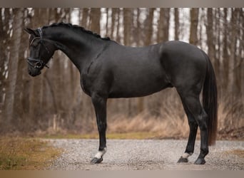 Deutsches Sportpferd, Wallach, 4 Jahre, 163 cm, Rappe