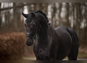 Deutsches Sportpferd, Wallach, 4 Jahre, 163 cm, Rappe