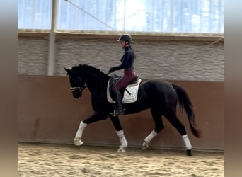 Deutsches Sportpferd, Wallach, 4 Jahre, 163 cm, Rappe