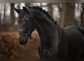 Deutsches Sportpferd, Wallach, 4 Jahre, 163 cm, Rappe