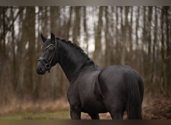 Deutsches Sportpferd, Wallach, 4 Jahre, 163 cm, Rappe