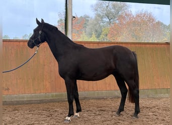 Deutsches Sportpferd, Wallach, 4 Jahre, 163 cm, Rappe