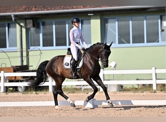 Deutsches Sportpferd, Wallach, 4 Jahre, 163 cm, Schwarzbrauner