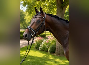 Deutsches Sportpferd, Wallach, 4 Jahre, 164 cm, Brauner