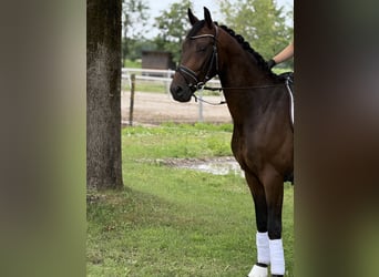 Deutsches Sportpferd, Wallach, 4 Jahre, 164 cm, Brauner