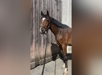 Deutsches Sportpferd, Wallach, 4 Jahre, 164 cm, Brauner