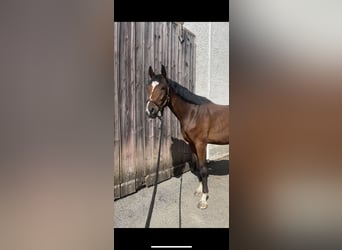 Deutsches Sportpferd, Wallach, 4 Jahre, 164 cm, Brauner