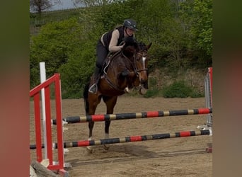 Deutsches Sportpferd, Wallach, 4 Jahre, 164 cm, Brauner