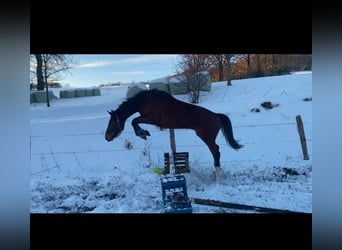 Deutsches Sportpferd, Wallach, 4 Jahre, 164 cm, Brauner