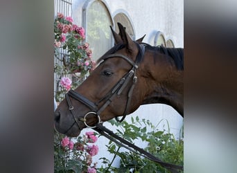 Deutsches Sportpferd, Wallach, 4 Jahre, 164 cm, Dunkelbrauner