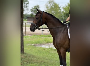 Deutsches Sportpferd, Wallach, 4 Jahre, 164 cm, Dunkelbrauner