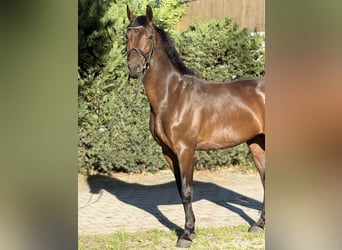 Deutsches Sportpferd, Wallach, 4 Jahre, 164 cm, Dunkelbrauner