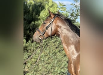 Deutsches Sportpferd, Wallach, 4 Jahre, 164 cm, Dunkelbrauner