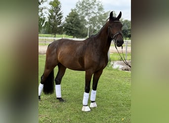 Deutsches Sportpferd, Wallach, 4 Jahre, 164 cm, Dunkelbrauner