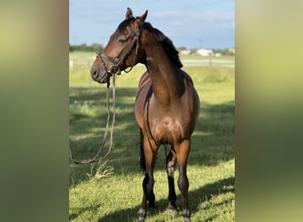 Deutsches Sportpferd, Wallach, 4 Jahre, 164 cm, Dunkelbrauner