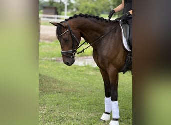 Deutsches Sportpferd, Wallach, 4 Jahre, 164 cm, Dunkelbrauner