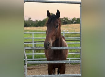 Deutsches Sportpferd, Wallach, 4 Jahre, 164 cm, Dunkelbrauner