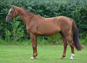 Deutsches Sportpferd, Wallach, 4 Jahre, 164 cm, Dunkelfuchs