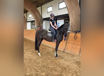 Deutsches Sportpferd, Wallach, 4 Jahre, 164 cm, Rappe