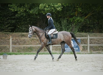 Deutsches Sportpferd, Wallach, 4 Jahre, 164 cm, Schimmel