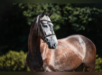 Deutsches Sportpferd, Wallach, 4 Jahre, 164 cm, Schimmel
