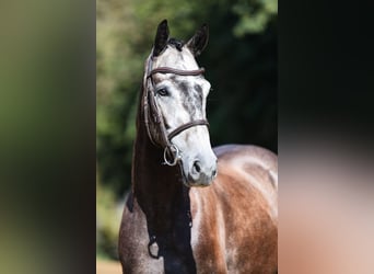 Deutsches Sportpferd, Wallach, 4 Jahre, 164 cm, Schimmel