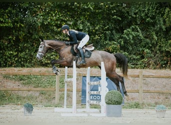 Deutsches Sportpferd, Wallach, 4 Jahre, 164 cm, Schimmel