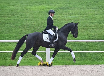 Deutsches Sportpferd, Wallach, 4 Jahre, 164 cm, Schwarzbrauner