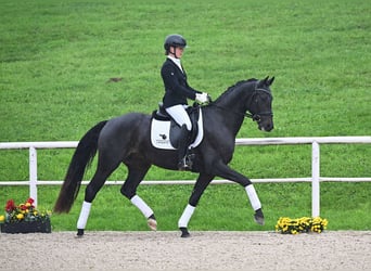 Deutsches Sportpferd, Wallach, 4 Jahre, 164 cm, Schwarzbrauner