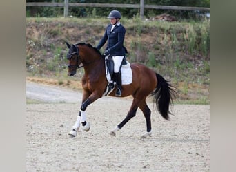 Deutsches Sportpferd, Wallach, 4 Jahre, 165 cm, Brauner