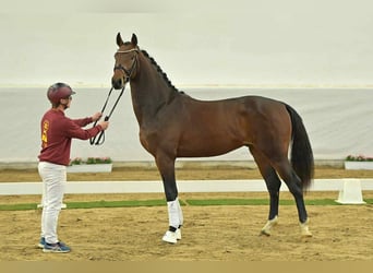 Deutsches Sportpferd, Wallach, 4 Jahre, 165 cm, Brauner
