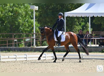 Deutsches Sportpferd, Wallach, 4 Jahre, 165 cm, Brauner