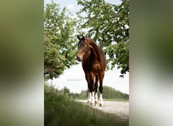 Deutsches Sportpferd, Wallach, 4 Jahre, 165 cm, Brauner