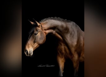Deutsches Sportpferd, Wallach, 4 Jahre, 165 cm, Brauner