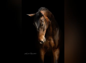 Deutsches Sportpferd, Wallach, 4 Jahre, 165 cm, Brauner