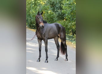 Deutsches Sportpferd, Wallach, 4 Jahre, 165 cm, Brauner