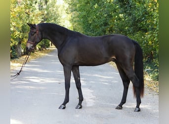 Deutsches Sportpferd, Wallach, 4 Jahre, 165 cm, Brauner