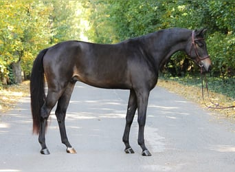 Deutsches Sportpferd, Wallach, 4 Jahre, 165 cm, Brauner