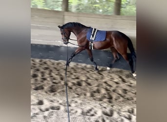 Deutsches Sportpferd, Wallach, 4 Jahre, 165 cm, Brauner