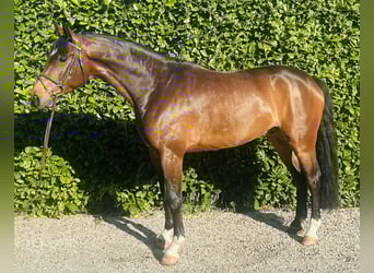 Deutsches Sportpferd, Wallach, 4 Jahre, 165 cm, Brauner