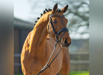 Deutsches Sportpferd, Wallach, 4 Jahre, 165 cm, Brauner