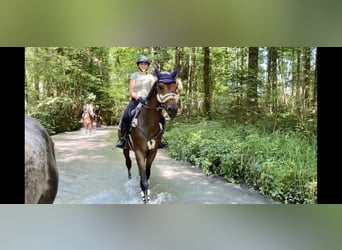 Deutsches Sportpferd, Wallach, 4 Jahre, 165 cm, Brauner