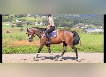 Deutsches Sportpferd, Wallach, 4 Jahre, 165 cm, Brauner
