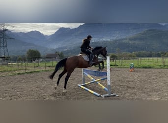 Deutsches Sportpferd, Wallach, 4 Jahre, 165 cm, Brauner