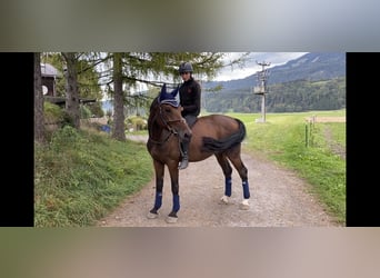 Deutsches Sportpferd, Wallach, 4 Jahre, 165 cm, Brauner