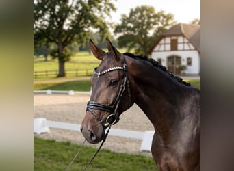 Deutsches Sportpferd, Wallach, 4 Jahre, 165 cm, Dunkelbrauner