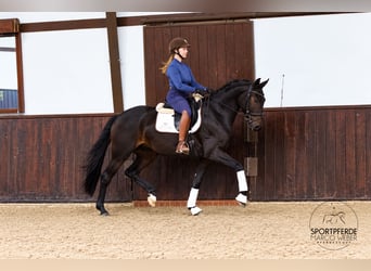 Deutsches Sportpferd, Wallach, 4 Jahre, 165 cm, Dunkelbrauner