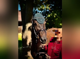 Deutsches Sportpferd, Wallach, 4 Jahre, 165 cm, Dunkelbrauner